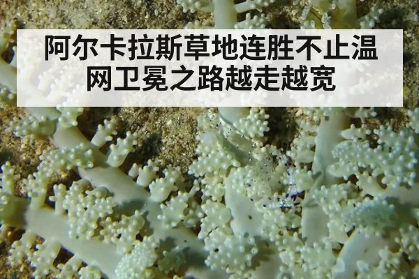 阿尔卡拉斯草地连胜不止温网卫冕之路越走越宽